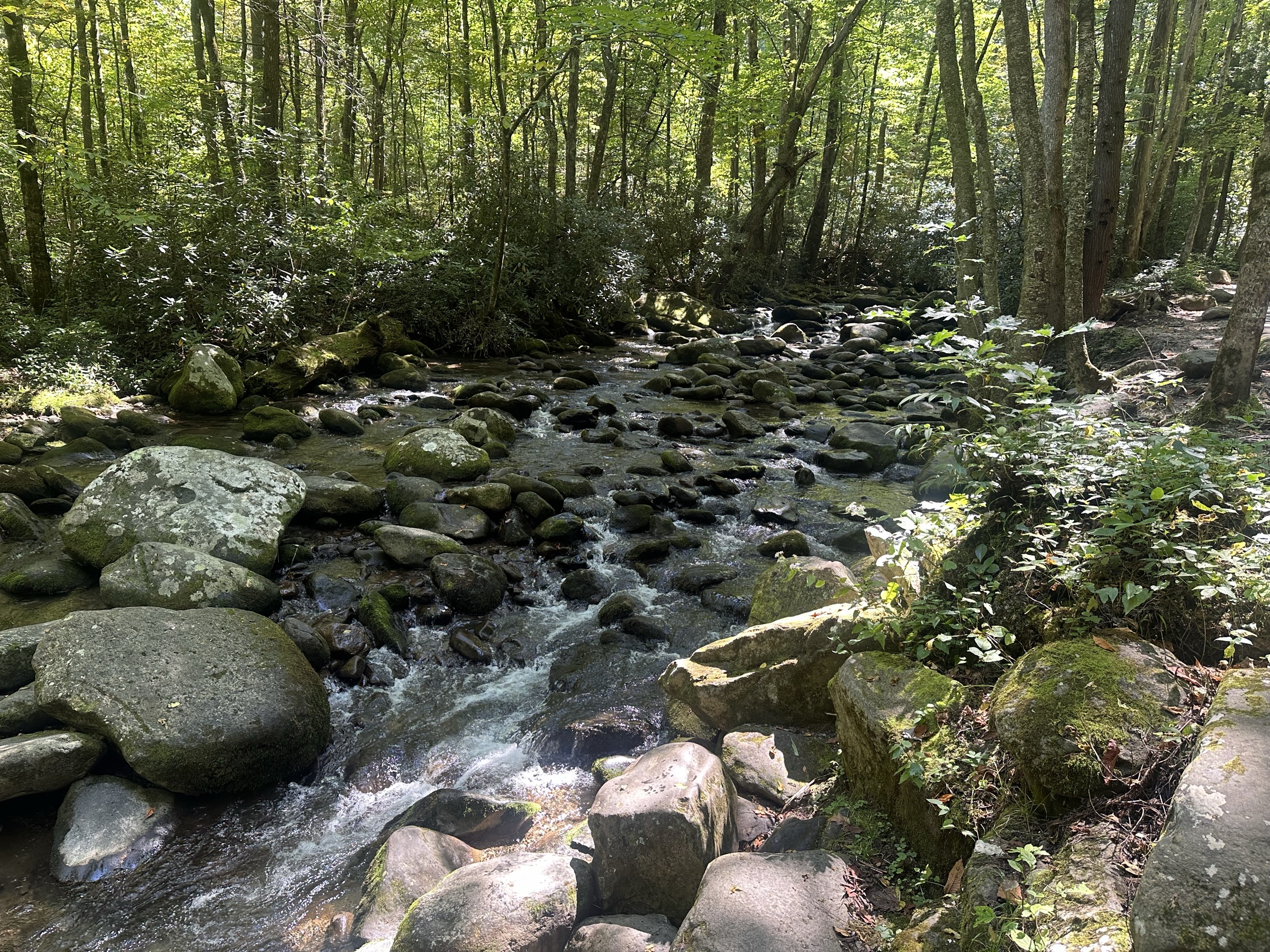 A rocky, sunlit stream in Great Smoky Mountains National Park