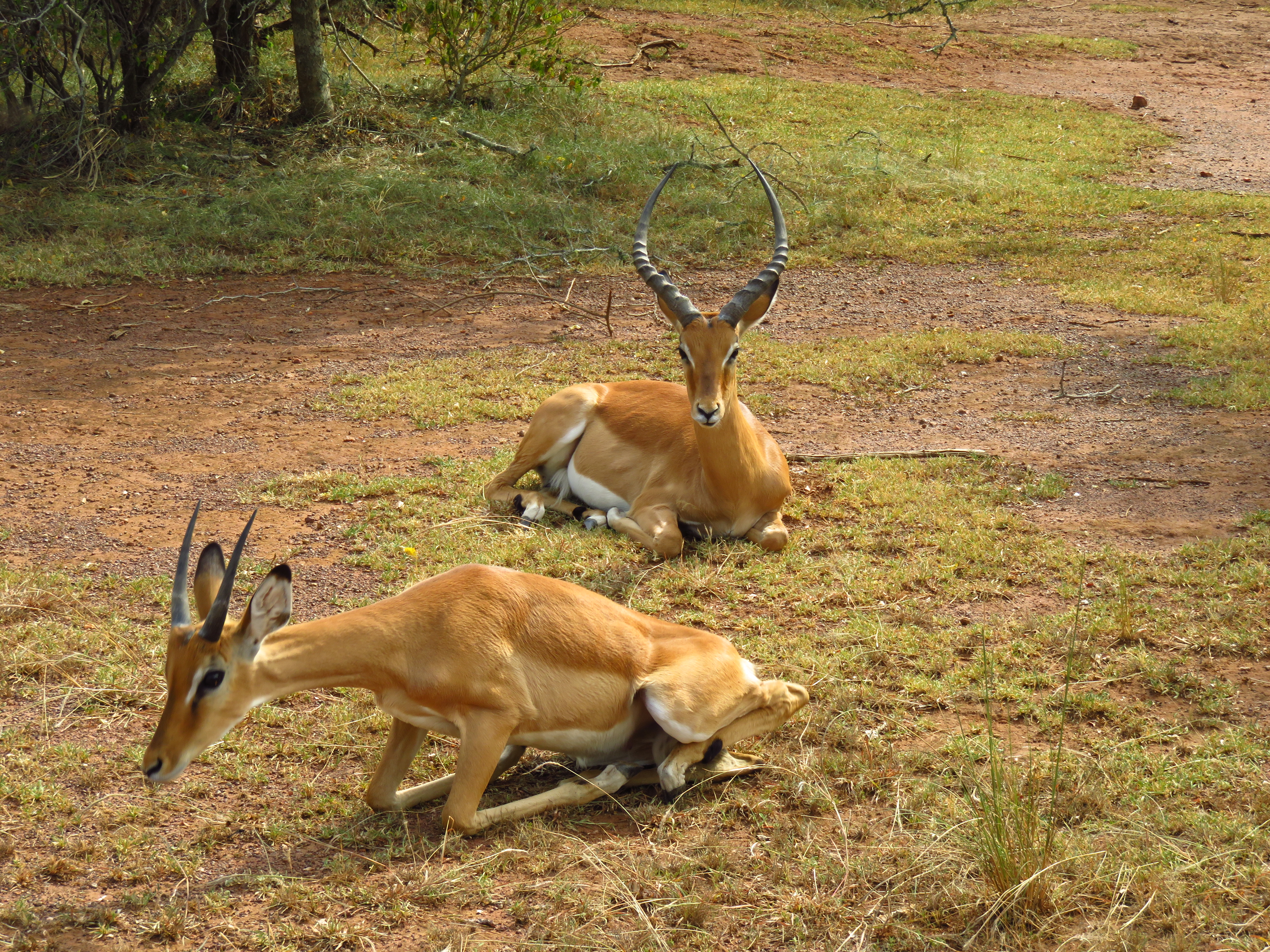 Akagera National Park