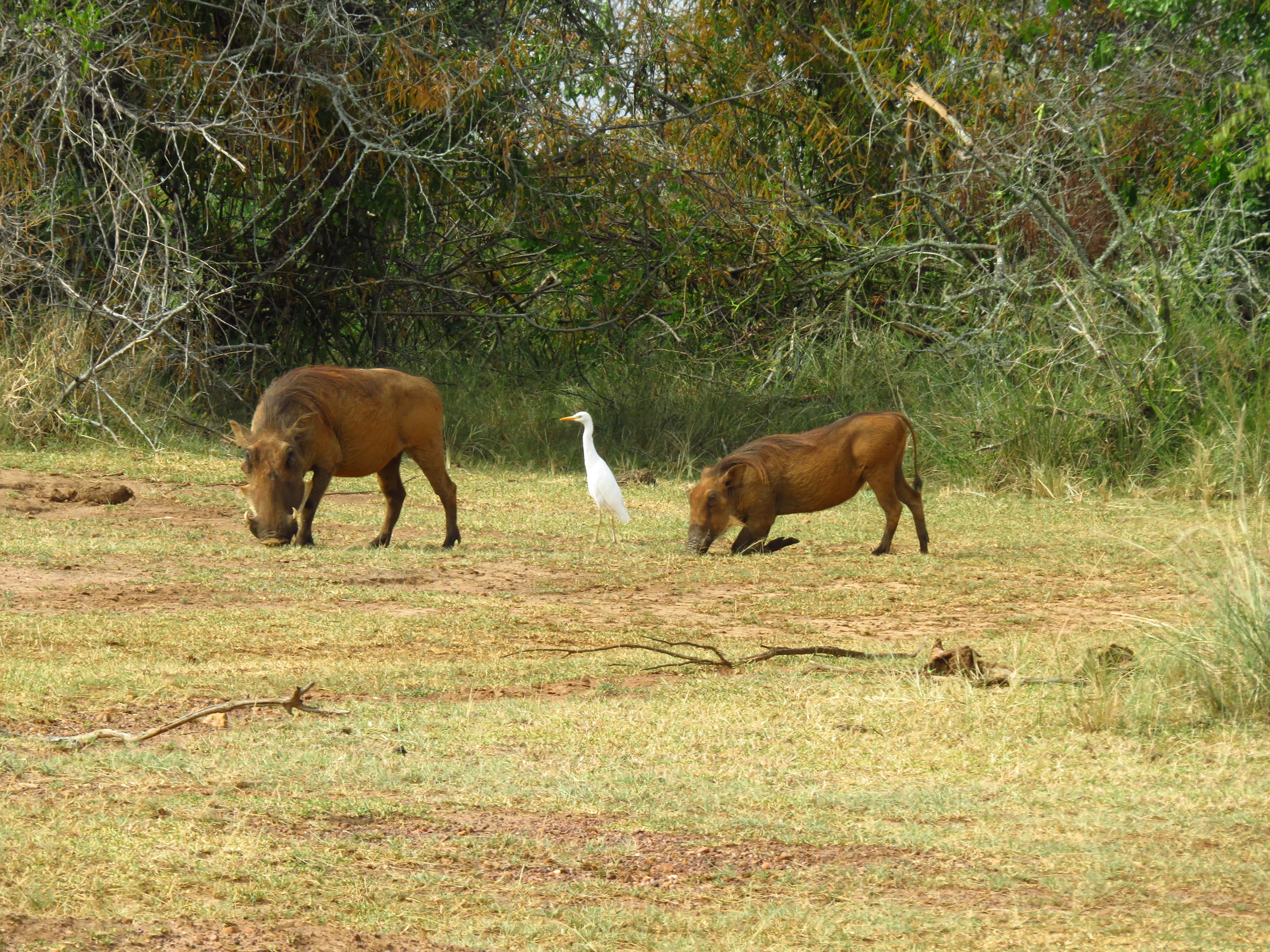 Akagera National Park