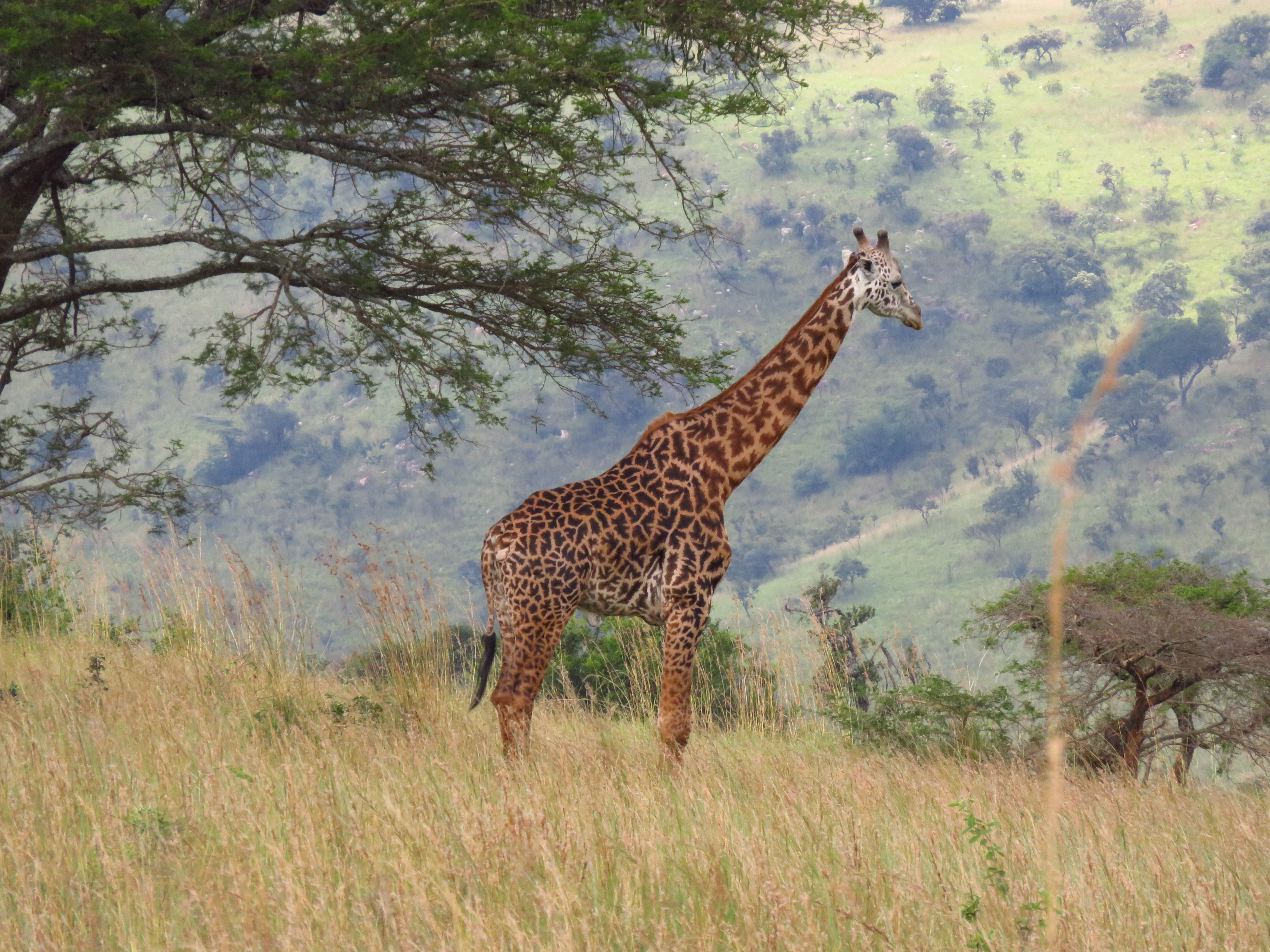 Akagera National Park