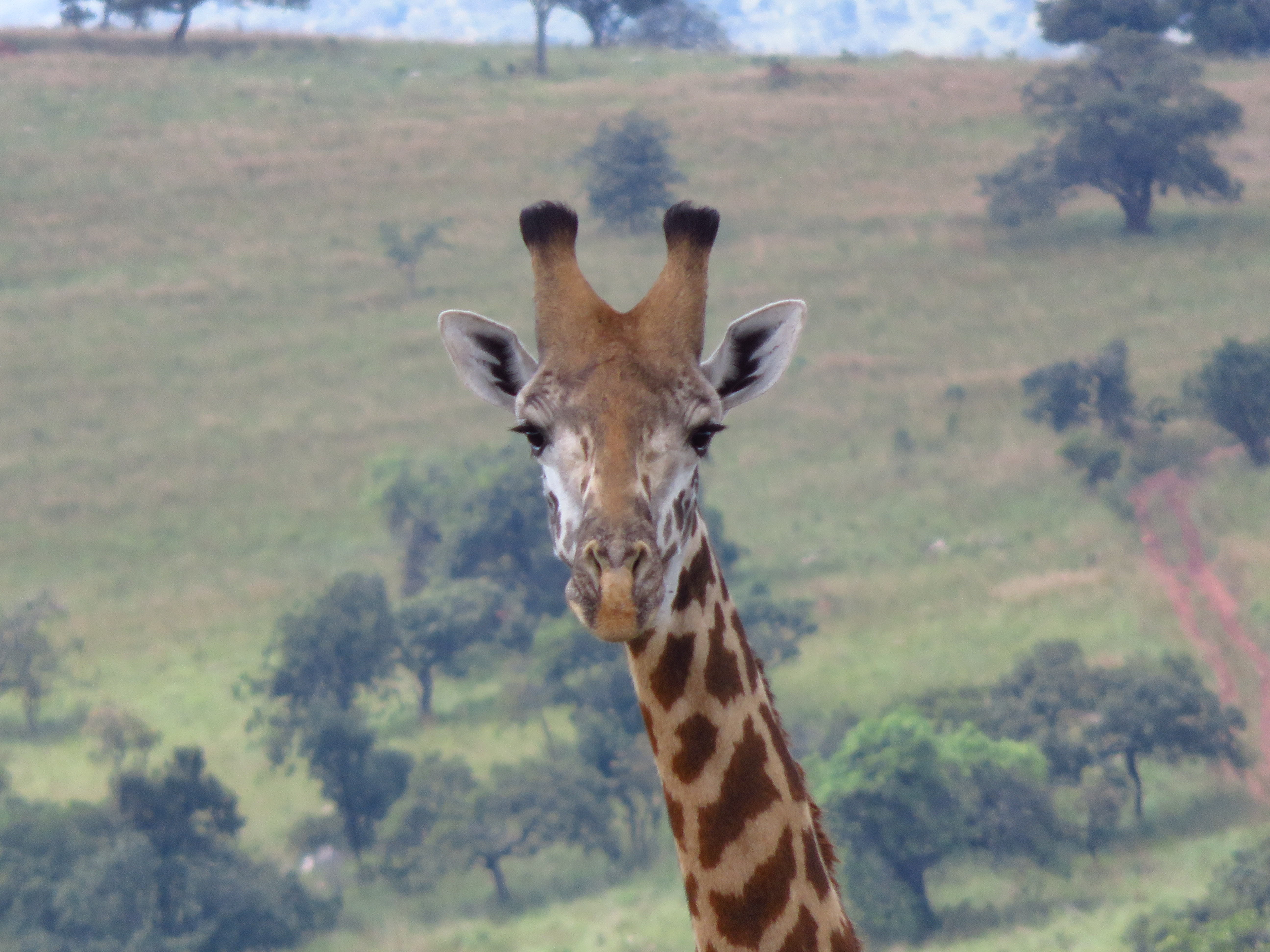 Akagera National Park