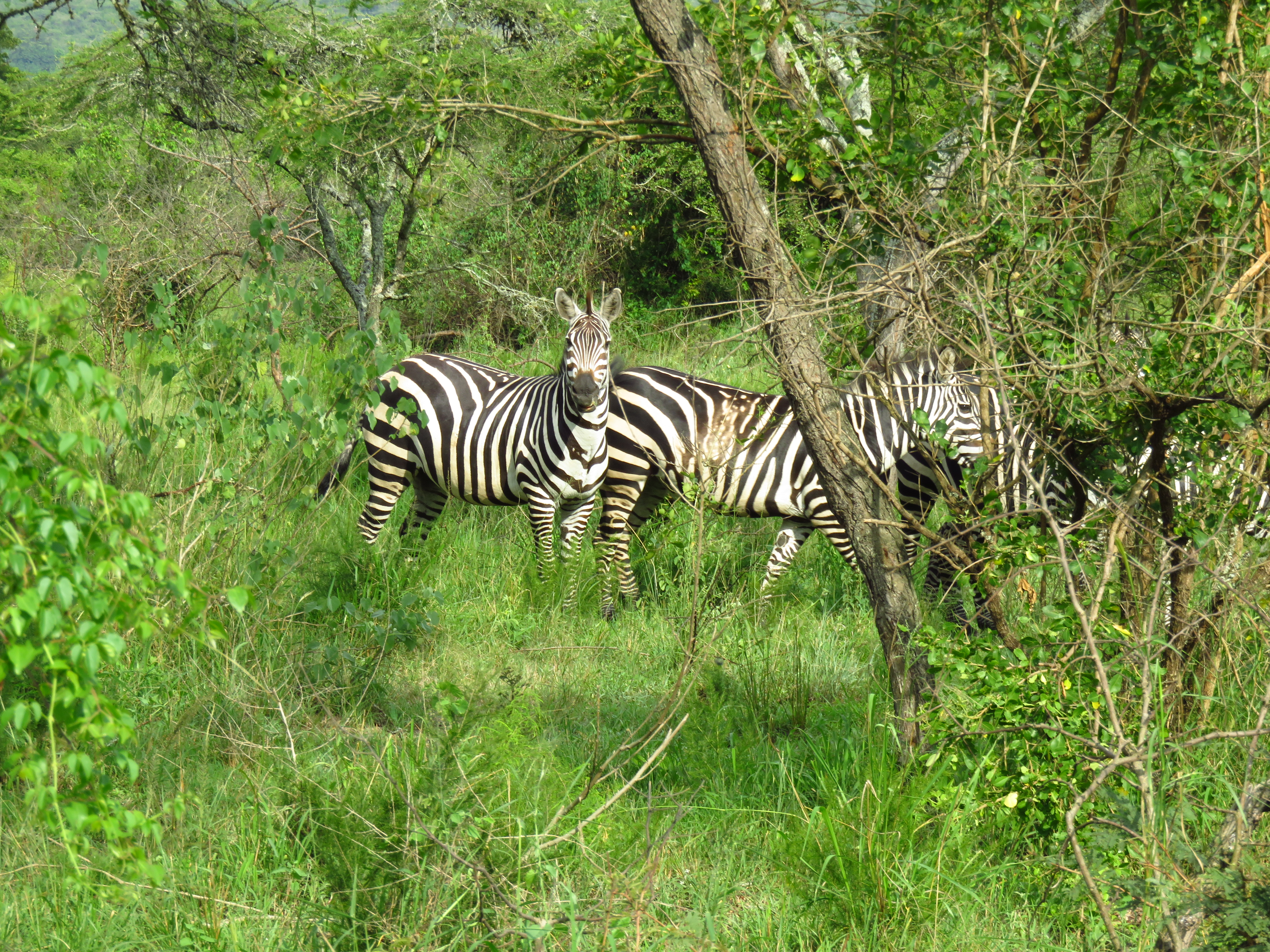 Akagera National Park